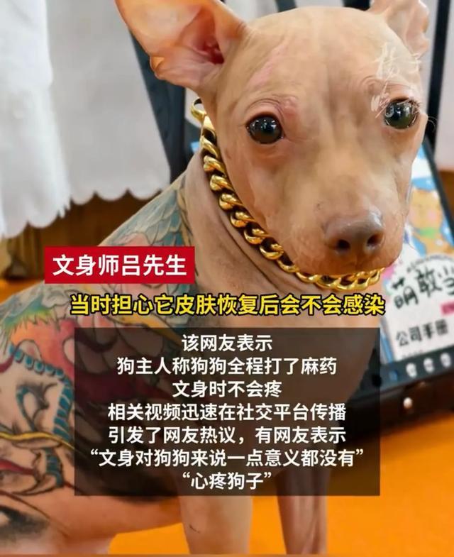青龙右白虎狗主人被指虐待动物PG电子麻将胡了狗子纹身左
