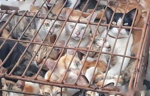 猫不惜跨国走私：从舌尖陋习到社会撕裂麻将