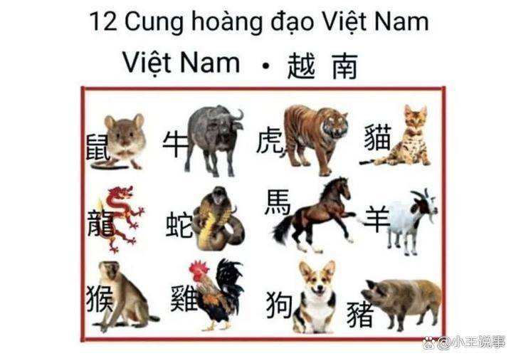 猫不惜跨国走私：从舌尖陋习到社会撕裂麻将胡了app越南一年狂吃400万只(图2)