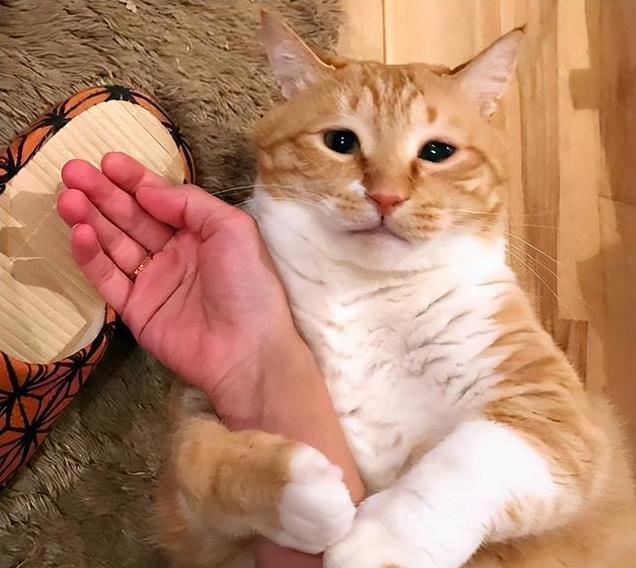 养久”了不能送人原因很真实！麻将胡了网址老人说：猫咪“(图4)