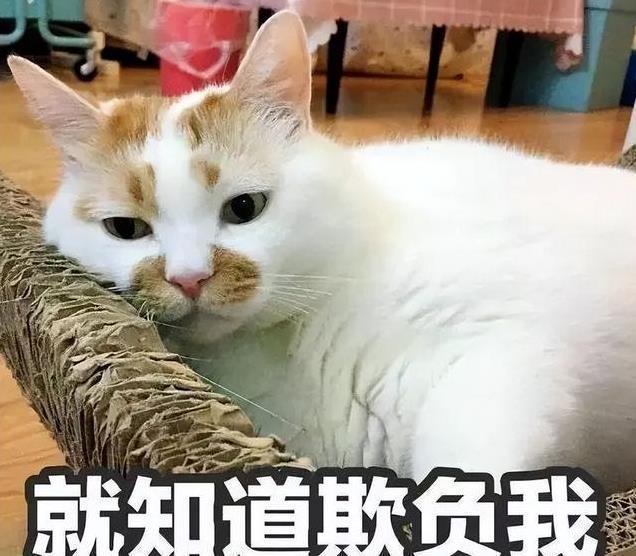 养久”了不能送人原因很真实！麻将胡了网址老人说：猫咪“(图2)