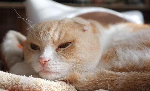 养久”了不能送人原因很真实！麻将胡了网址老人说：猫咪“(图3)