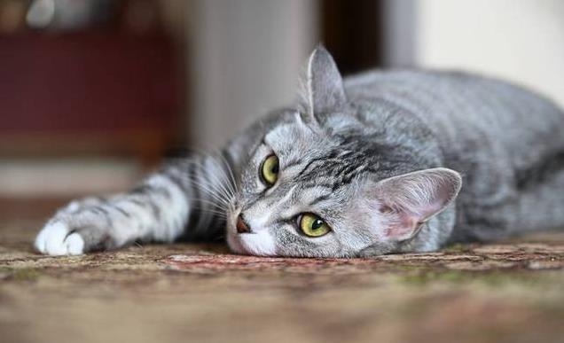 养久”了不能送人原因很真实！麻将胡了网址老人说：猫咪“(图1)