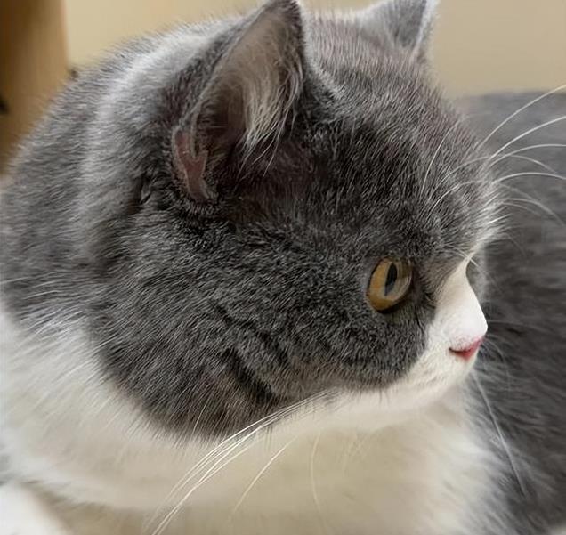 养久”了不能送人原因很真实！麻将胡了网址老人说：猫咪“(图10)