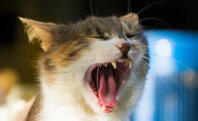 养久”了不能送人原因很真实！麻将胡了网址老人说：猫咪“(图7)