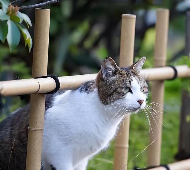养久”了不能送人原因很真实！麻将胡了网址老人说：猫咪“(图6)