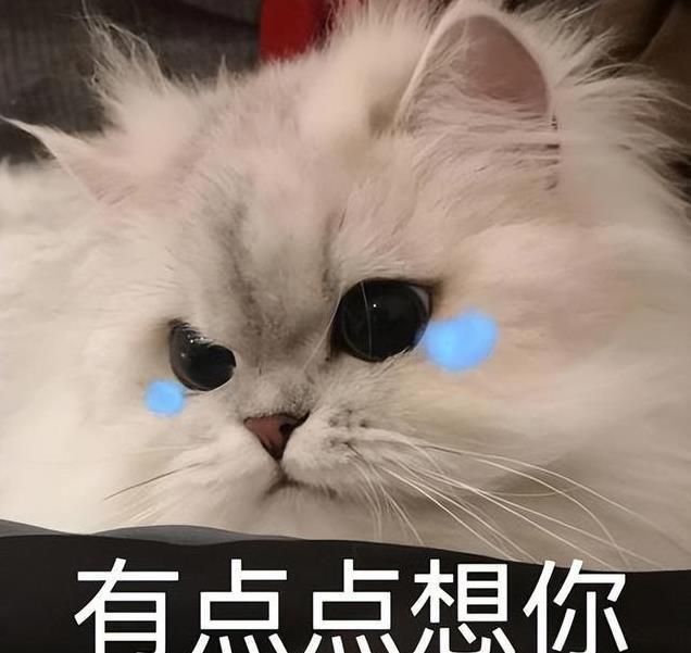 养久”了不能送人原因很真实！麻将胡了网址老人说：猫咪“(图5)