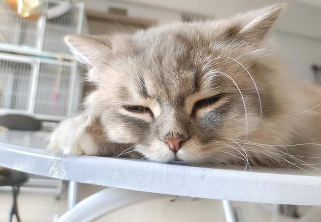 养久”了不能送人原因很真实！麻将胡了网址老人说：猫咪“(图8)