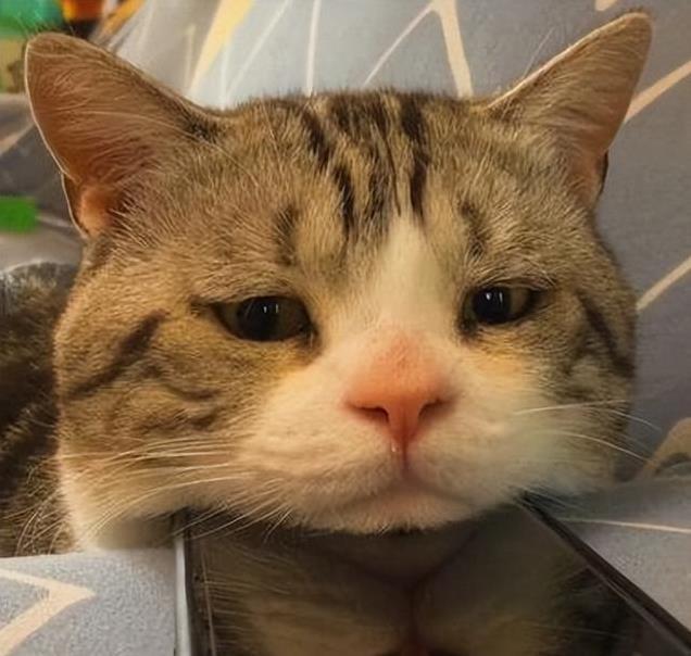 养久”了不能送人原因很真实！麻将胡了网址老人说：猫咪“(图9)
