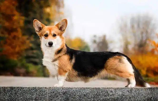 四大国产品牌狗粮的深度解析与选择指南麻将胡了2模拟器试玩国产狗粮怎么样？(图2)